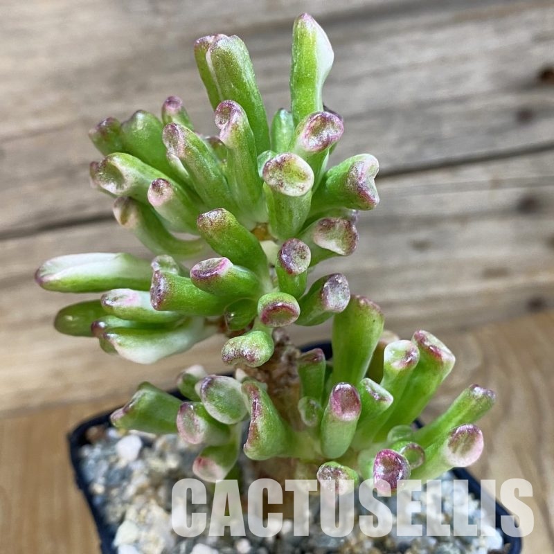 SH33589 Crassula ovata ‘Gollum’ f. variegata