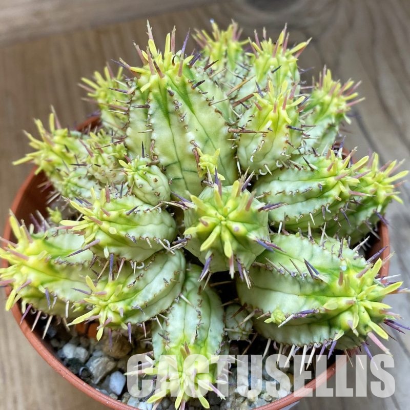 SH33590 Euphorbia aggregata f. variegata