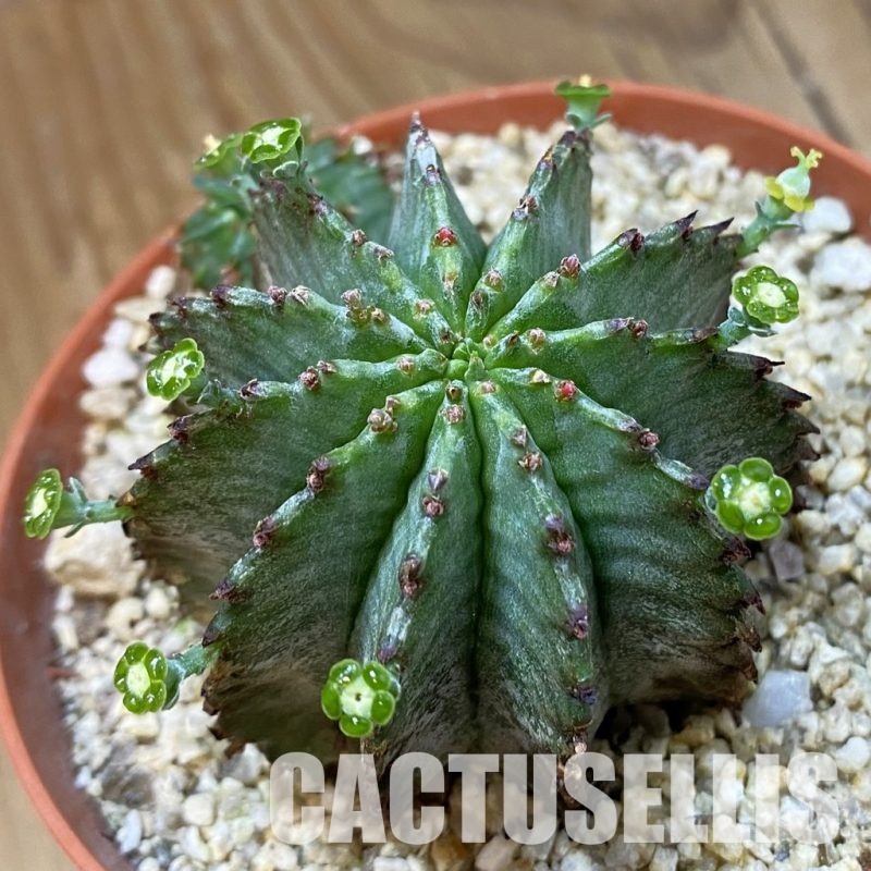 SH33591 Euphorbia horrida 'Alba'