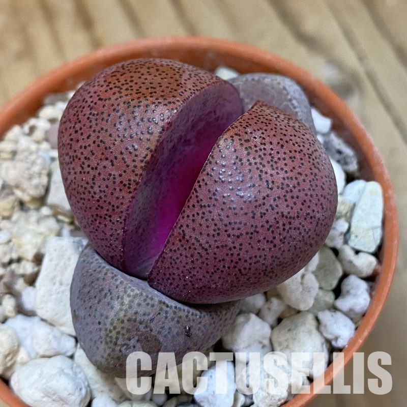SH33594 Pleiospilos nelii 'Royal Flush'