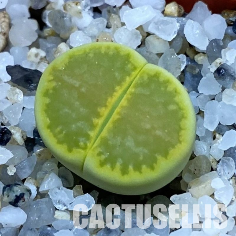 SH33595 Lithops hallii 'Yellow Biscuit' select form