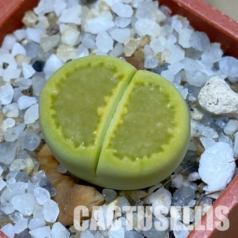 SH33596 Lithops hallii 'Yellow Biscuit' select form