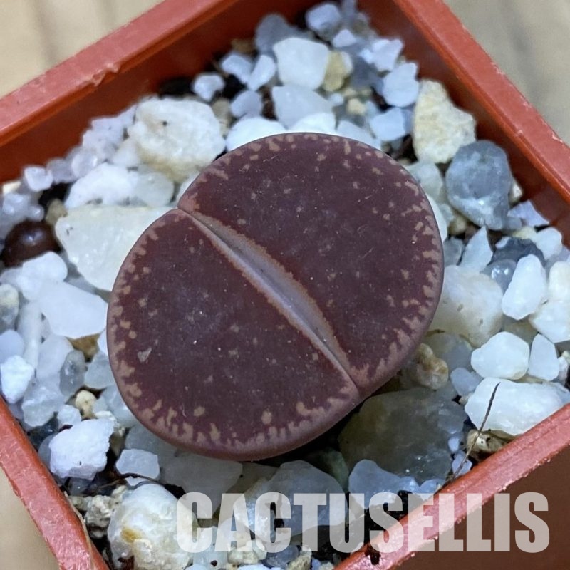 SH33598 Lithops aucampiae ‘KO’