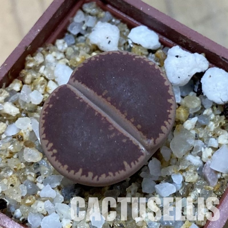 SH33599 Lithops aucampiae ‘KO’