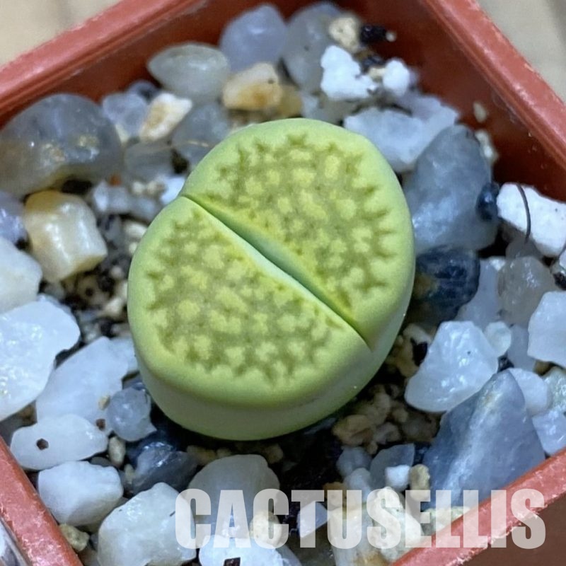 SH33600 Lithops hallii ‘Green Soapstone’