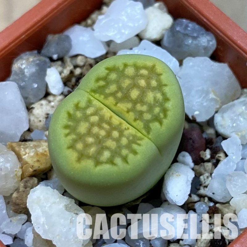 SH33601 Lithops hallii ‘Green Soapstone’