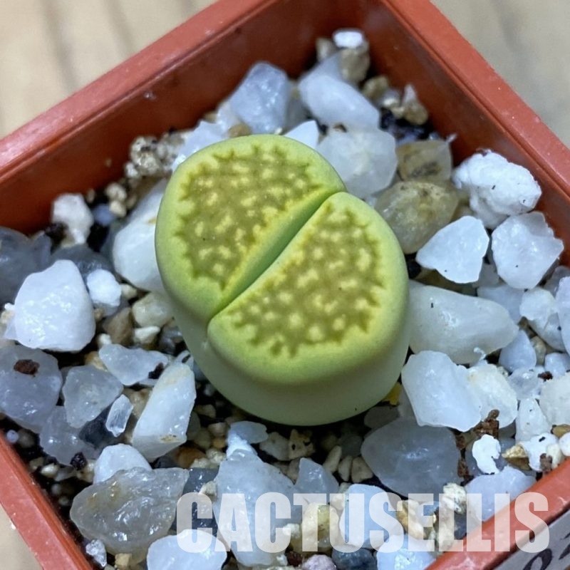 SH33602 Lithops hallii ‘Green Soapstone’