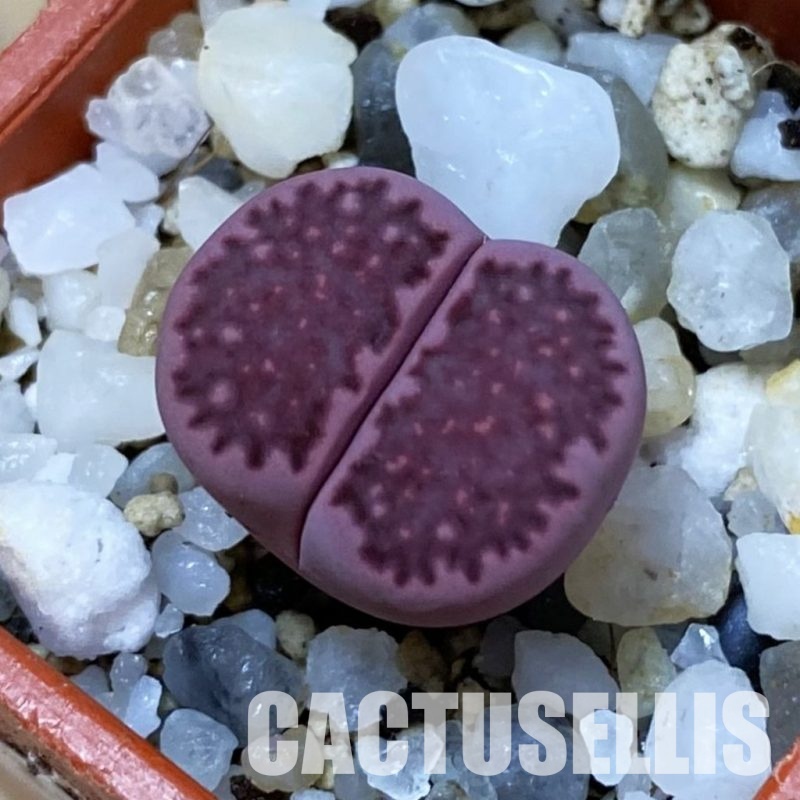 SH33603 Lithops salicola ‘Sato’s Violet’ hybrid