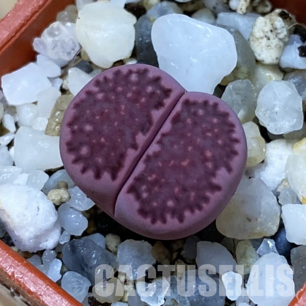 SH33603 Lithops salicola ‘Sato’s Violet’ hybrid