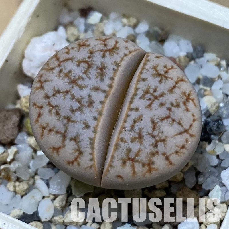 SH33604 Lithops gracilidelineata