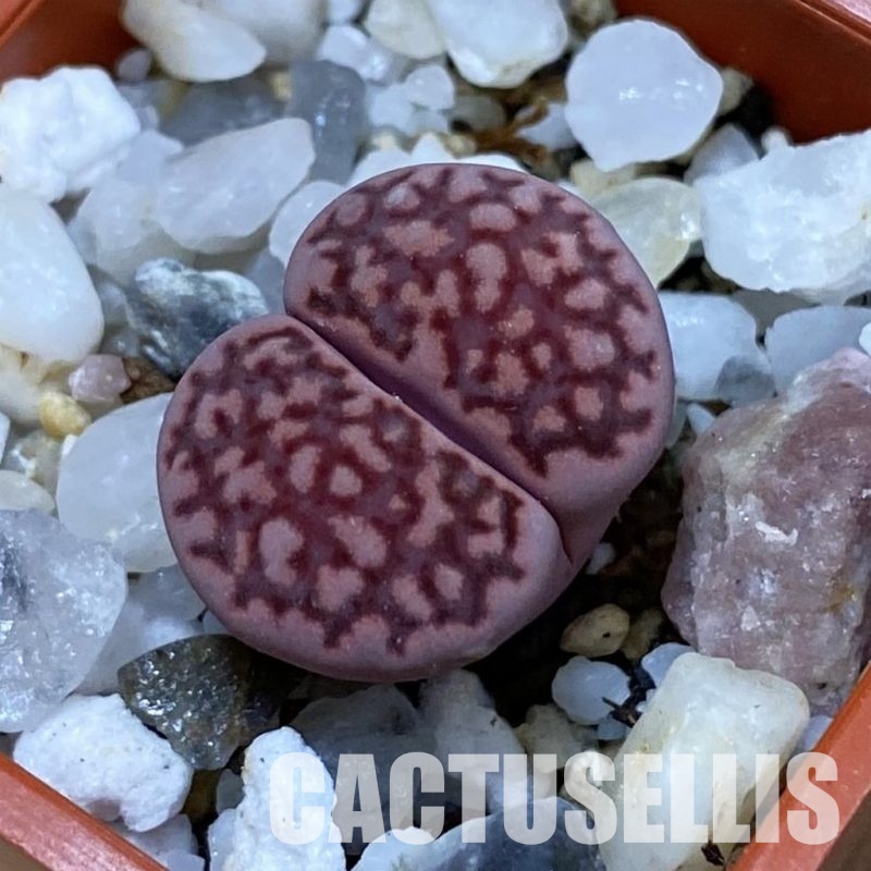 SH33605 Lithops otzeniana ‘Cesky Granat’