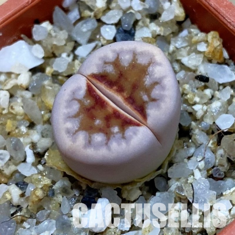 SH33606 Lithops julii ‘Hot Lips’