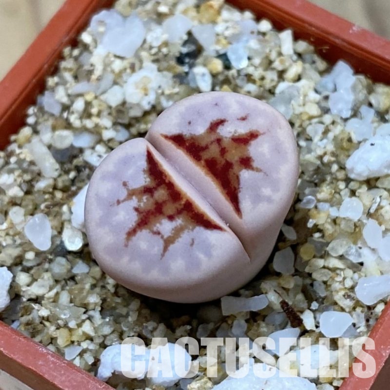 SH33607 Lithops julii ‘Hot Lips’