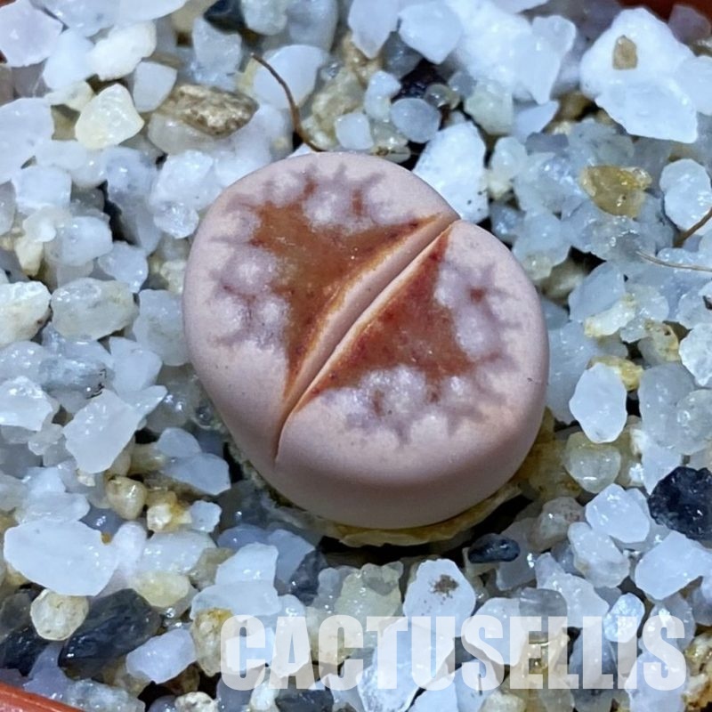 SH33608 Lithops julii ‘Hot Lips’