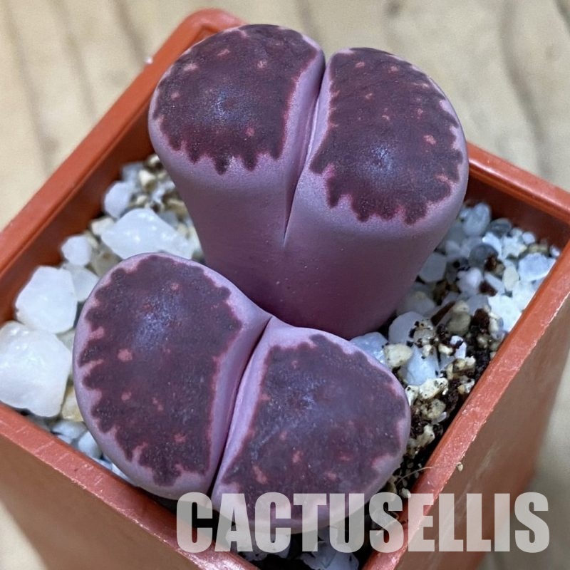 SH33609 Lithops salicola ‘Sato’s Violet’ hybrid