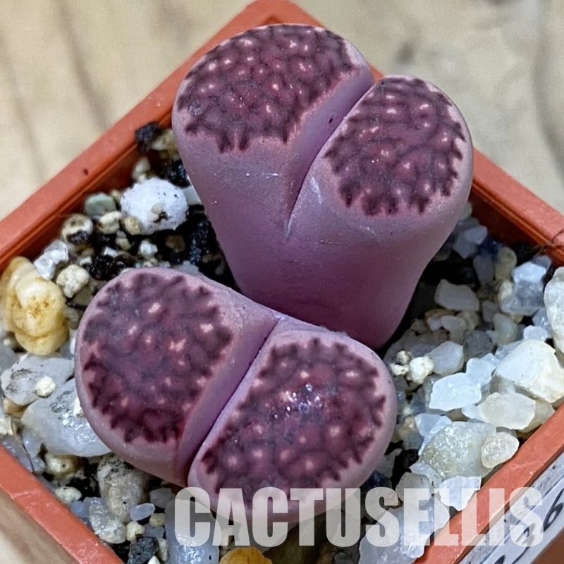 SH33610 Lithops salicola ‘Sato’s Violet’ hybrid