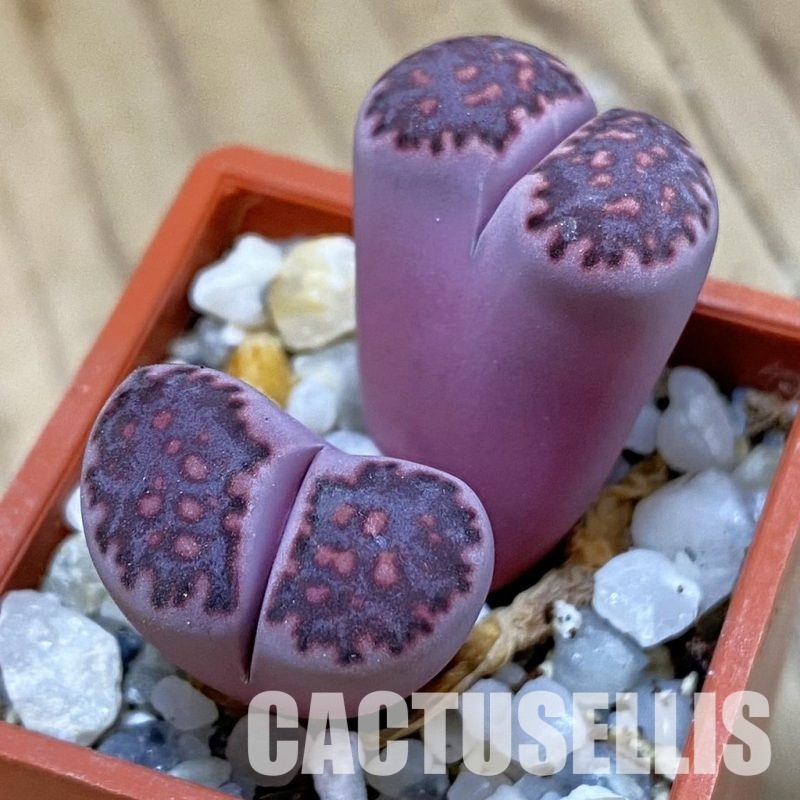 SH33611 Lithops salicola ‘Sato’s Violet’ hybrid