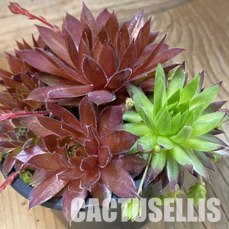 SH33561 Sempervivum mix (cold-resistant)