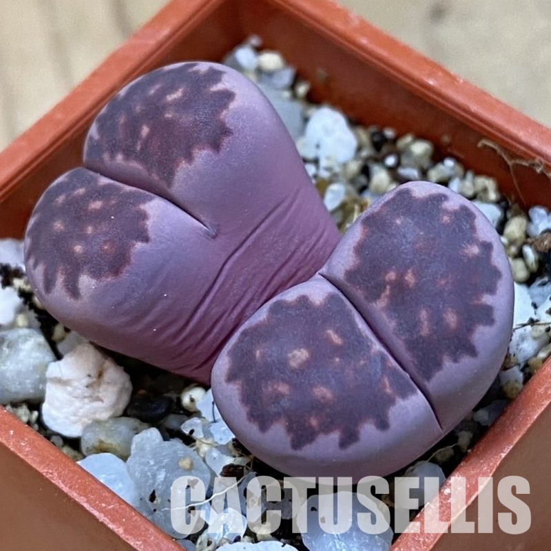 SH33612 Lithops salicola ‘Sato’s Violet’ hybrid