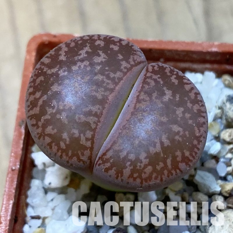 SH33613 lithops aucampiae