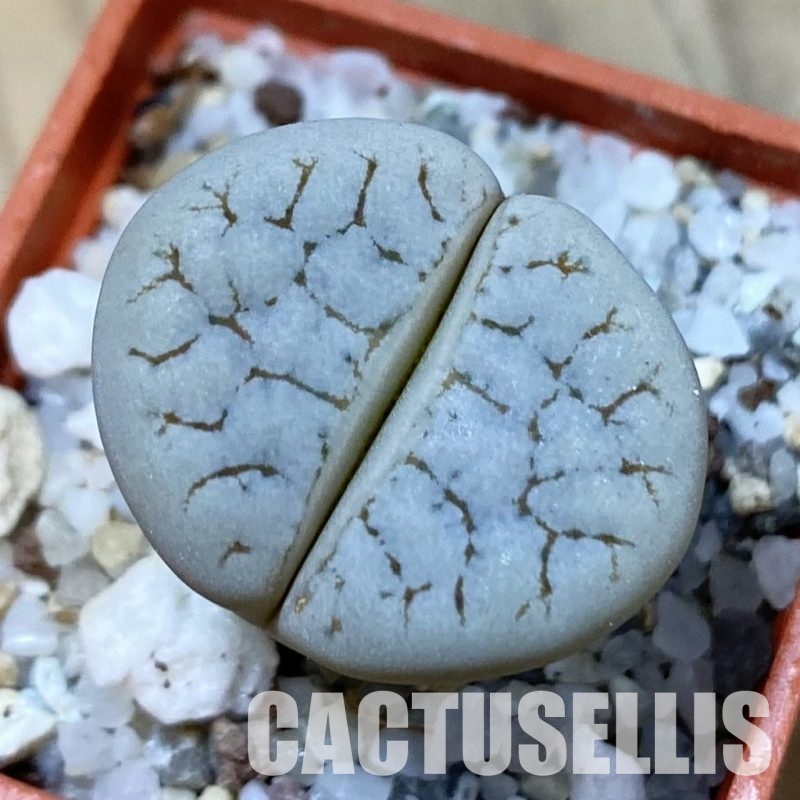 SH33614 Lithops gracilidelineata