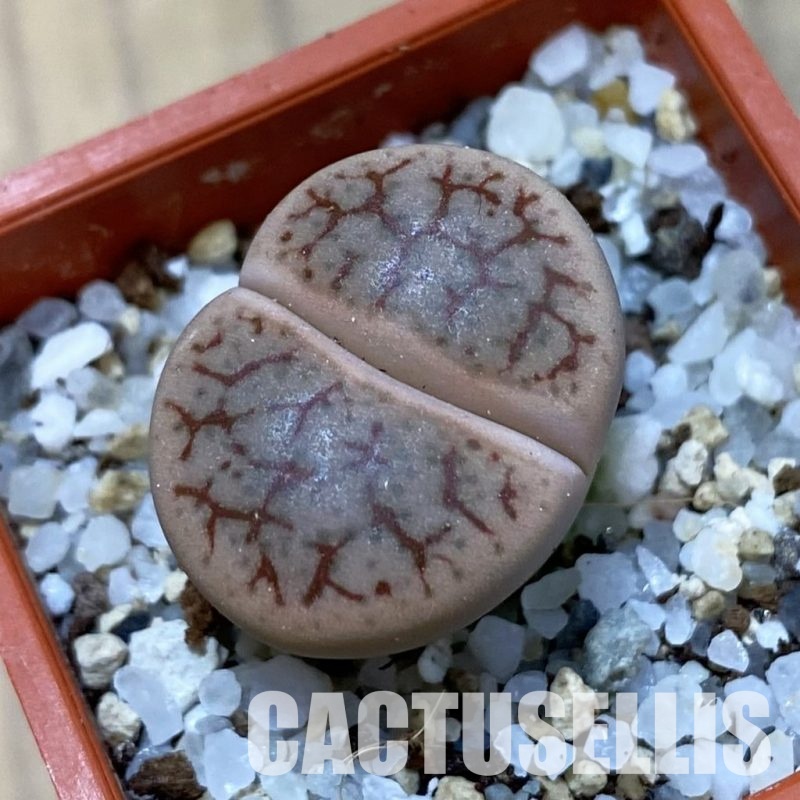 SH33615 Lithops ‘Talisman’ F2