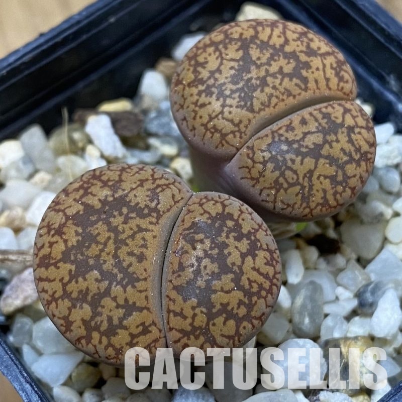 SH33616 Lithops aucampiae -Saville-