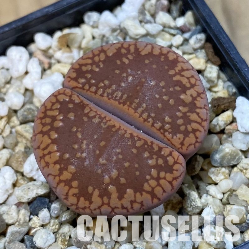 SH33617 Lithops aucampiae ‘Dark Wine Red’