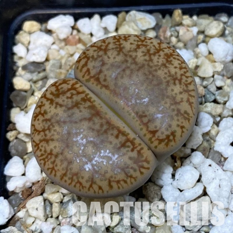 SH33618 Lithops pseudotruncatella