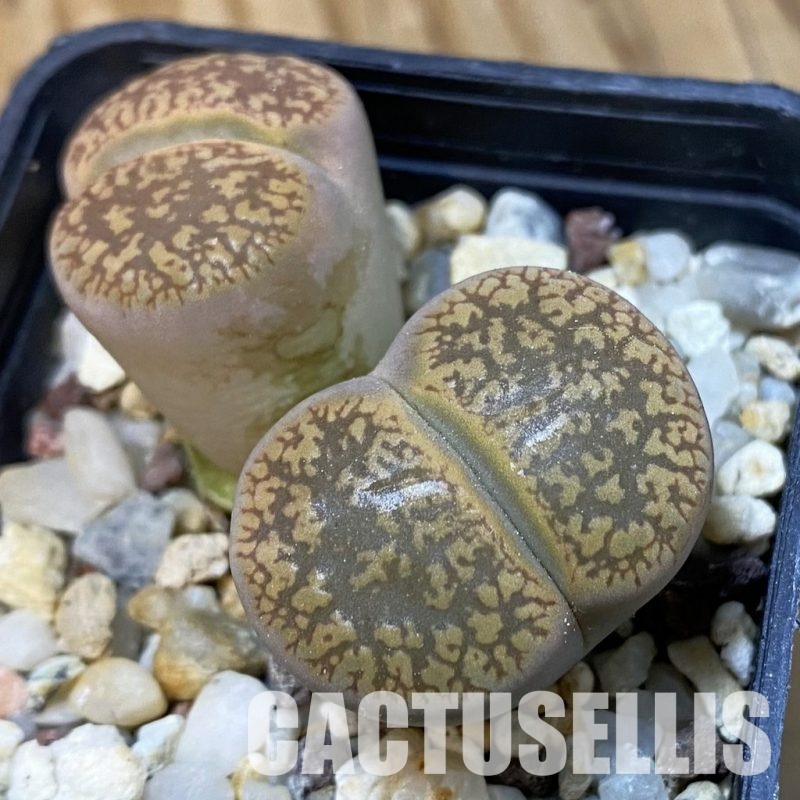 SH33619 Lithops aucampiae