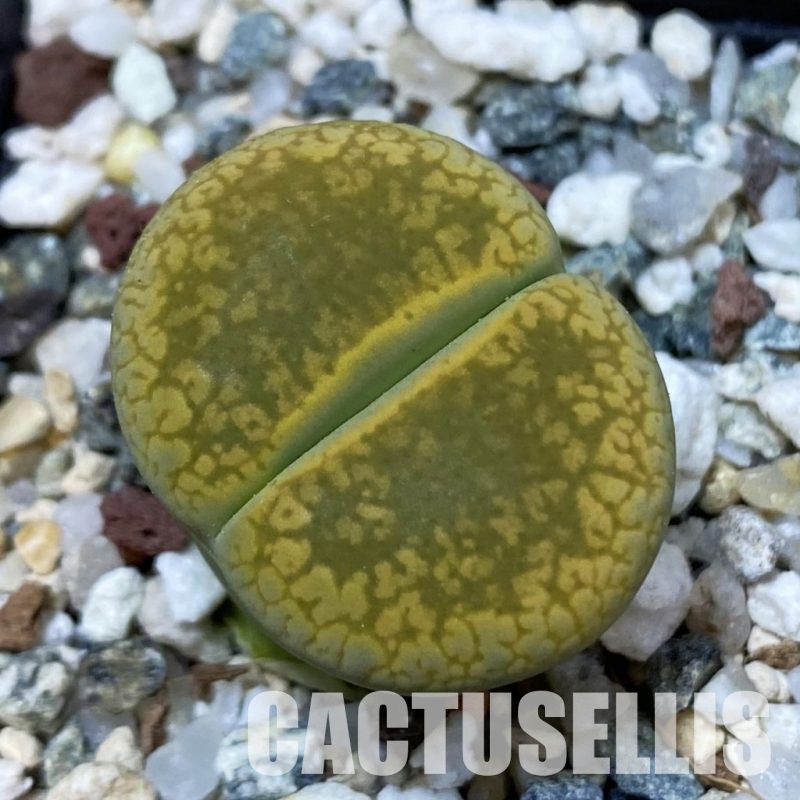 SH33621 Lithops aucampiae ‘Jackson’s Jade’