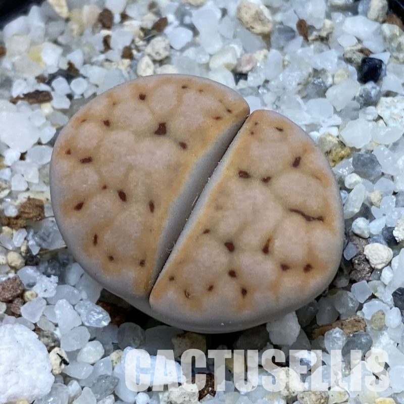 SH33622 Lithops karasmontana v. eberlanzii
