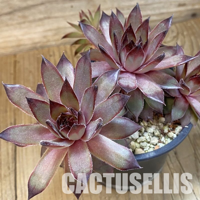SH33562 Sempervivum sp. (cold-resistant)