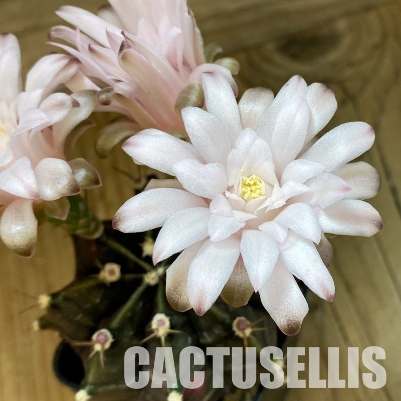 SH10743 Gymnocalycium mihanovichii ‘Black Widow’, seedling