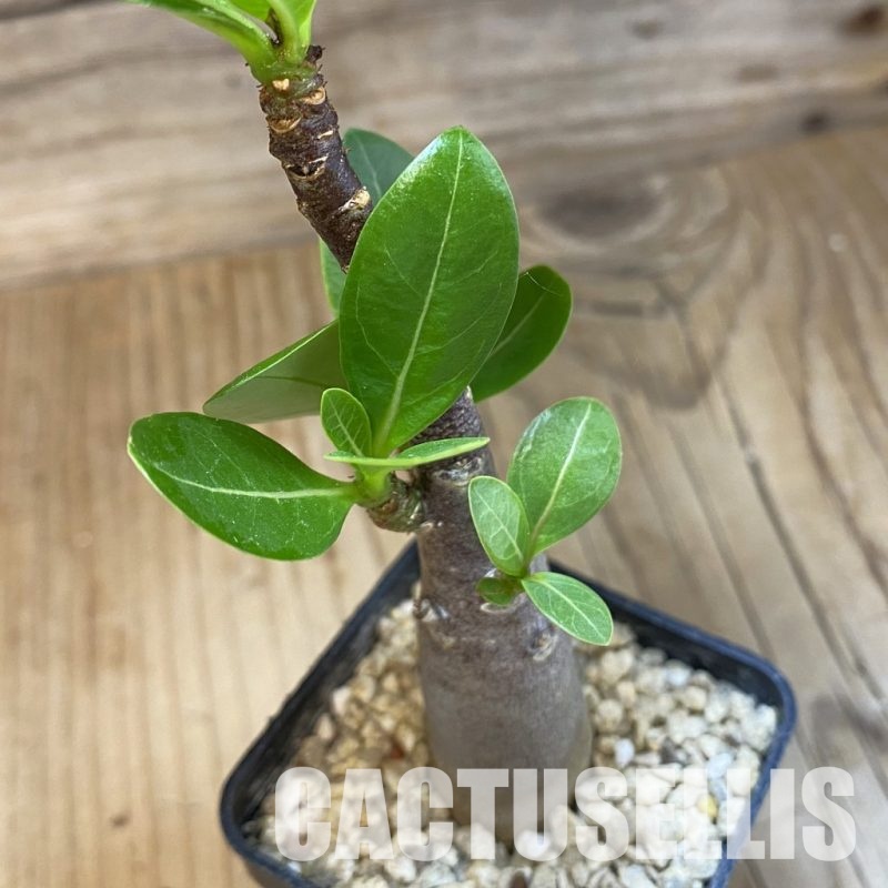 SH31820 Adenium arabicum ‘Black Body’