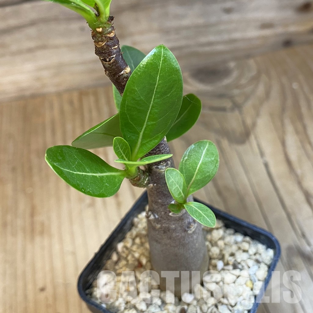 SH31820 Adenium arabicum ‘Black Body’