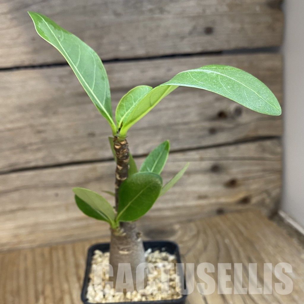 SH31820 Adenium arabicum ‘Black Body’ - immagine 2