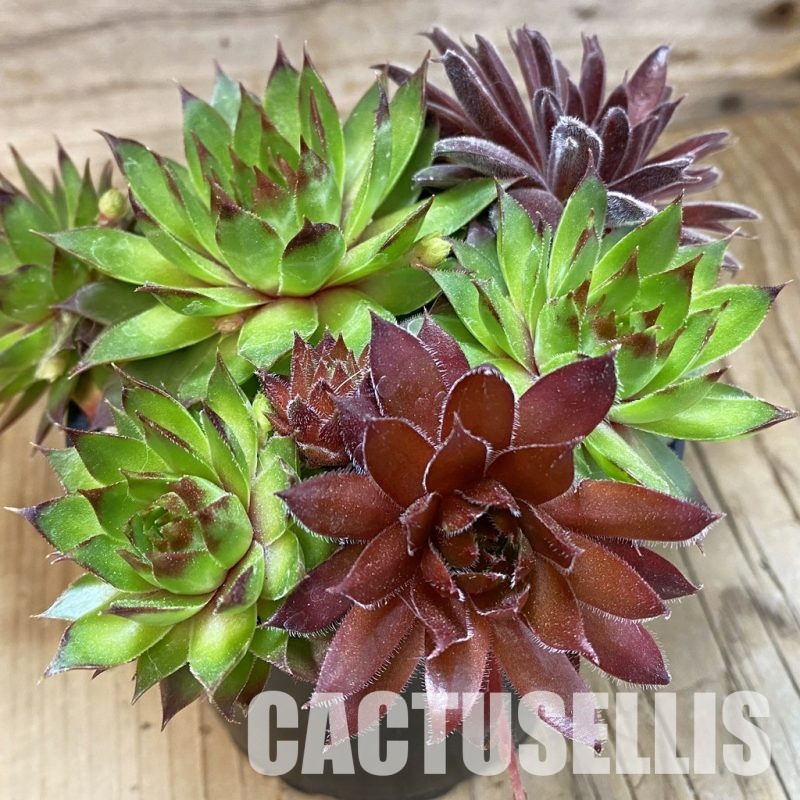 SH33558 Sempervivum mix (cold-resistant)