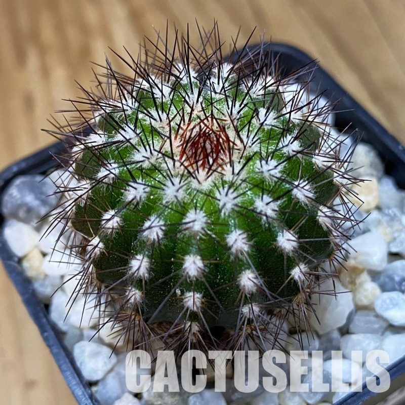 SH33563 Uebelmannia pectinifera, seedling