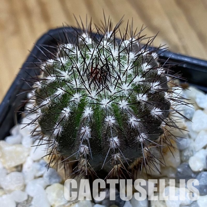SH33564 Uebelmannia pectinifera, seedling