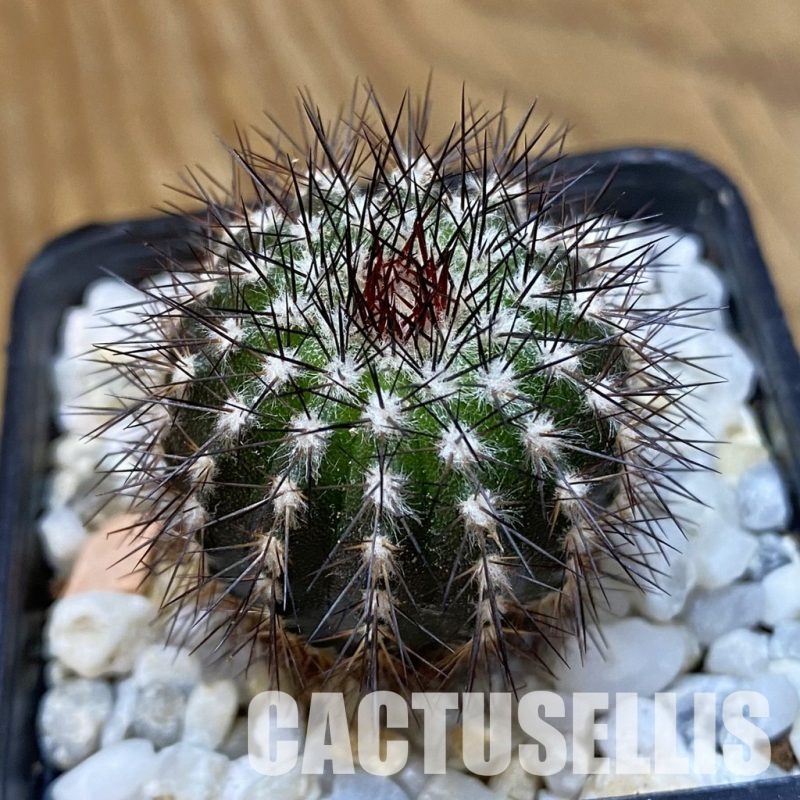 SH33565 Uebelmannia pectinifera, seedling