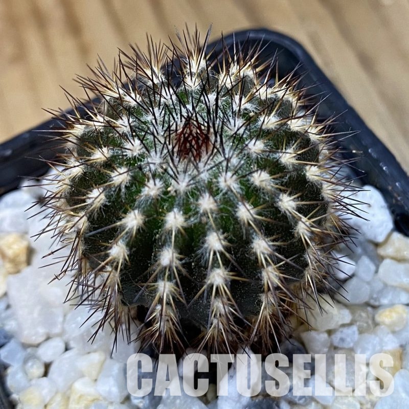 SH33567 Uebelmannia pectinifera, seedling