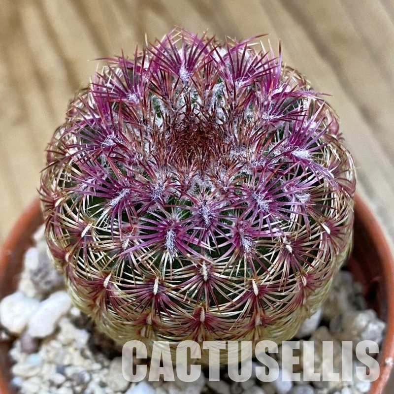 SH33568 Echinocereus rigidissimus v. rubispinus