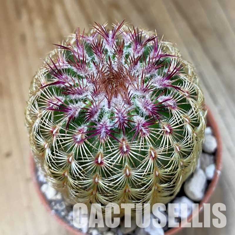 SH33569 Echinocereus rigidissimus v. rubispinus