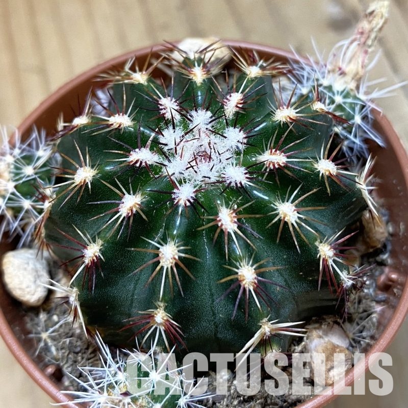 SH33570 Echinocereus viridiflorus