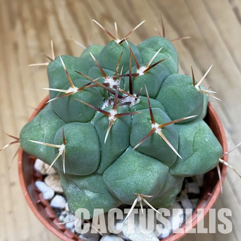 SH33571 Thelocactus hexaedrophorus