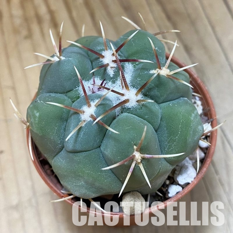 SH33572 Thelocactus hexaedrophorus
