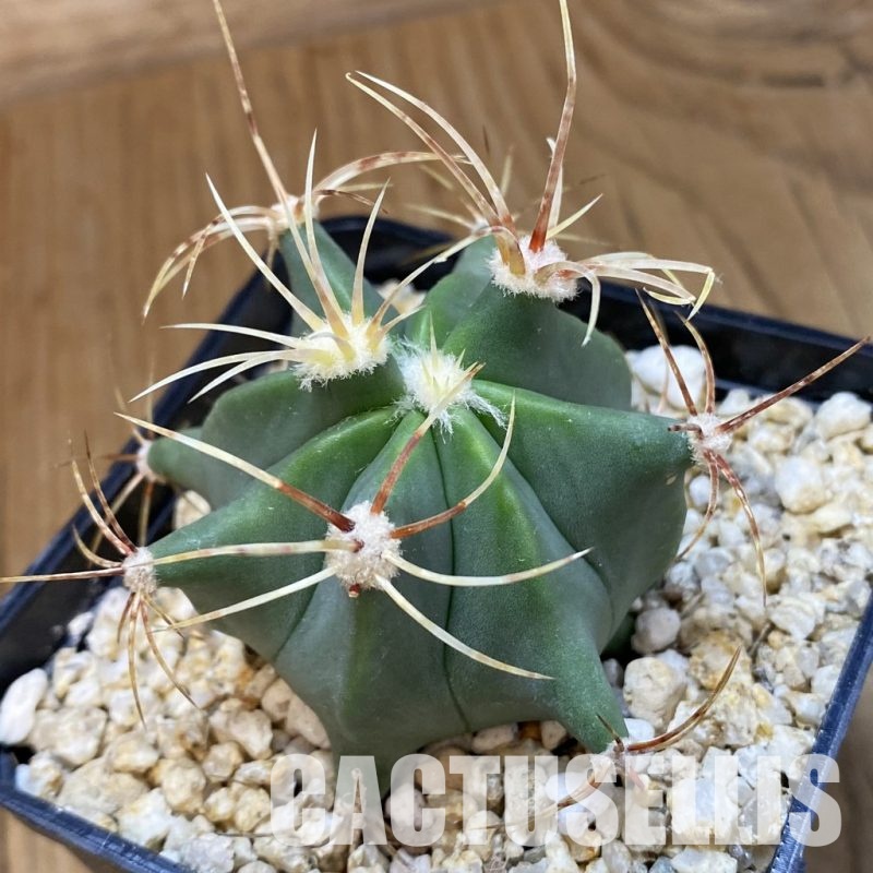 SH33573 Ferocactus histrix