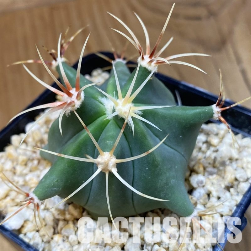 SH33574 Ferocactus histrix