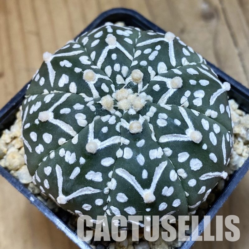 SH33575 Astrophytum asterias ‘Super Kabuto’ V-type f. nudum